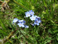 Myosotis alpestris