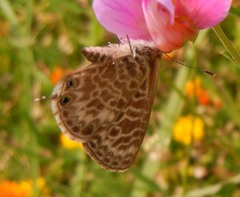 Leptotes pirithous
