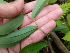 Uvularia sessilifolia