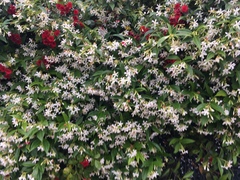 Abelia × grandiflora