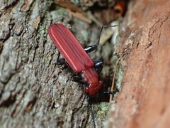 Cucujus cinnaberinus