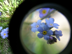 Myosotis alpestris