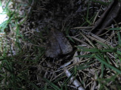 Hydrillodes abavalis