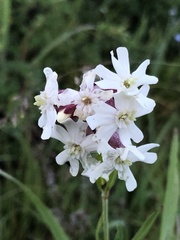 Silene repens