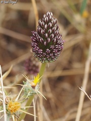 Allium curtum