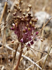 Allium daninianum