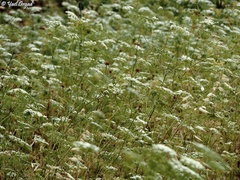 Visnaga daucoides