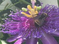 Bombus pensylvanicus image