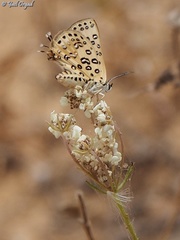 Cigaritis cilissa