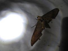 Ambulyx sericeipennis