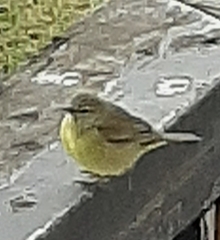 Leiothlypis celata orestera