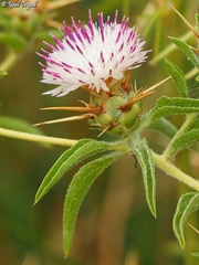 Centaurea iberica
