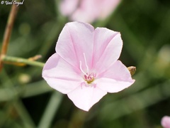 Convolvulus dorycnium