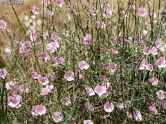 Convolvulus dorycnium
