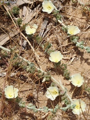 Convolvulus secundus