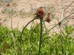 Cyperus capitatus