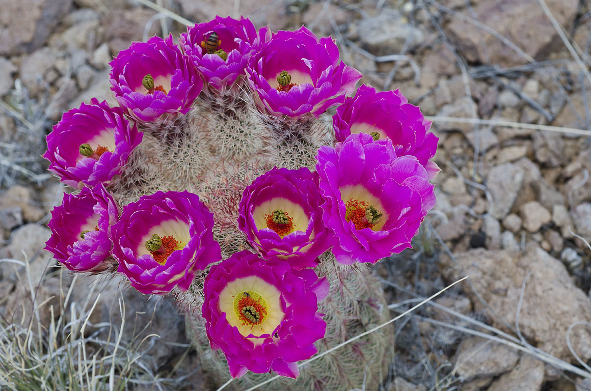 Echinocereus rigidissimus ssp. rigidissimus