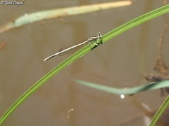 Platycnemis dealbata