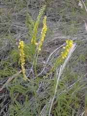 Melilotus officinalis
