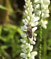 Merocoris