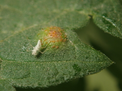 Puccinia urticata