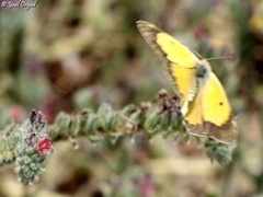 Echium angustifolium
