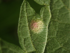 Puccinia urticata