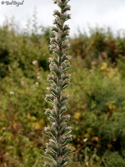 Echium glomeratum