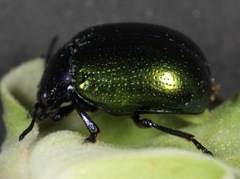 Chrysolina auripennis