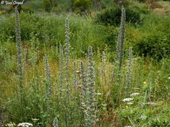 Echium glomeratum