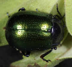 Chrysolina auripennis