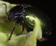 Chrysolina auripennis
