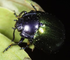 Chrysolina auripennis