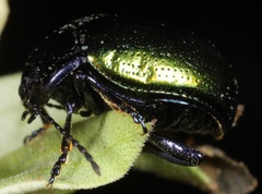 Chrysolina auripennis