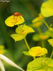 Euphorbia valerianifolia
