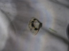 Problepsis eucircota