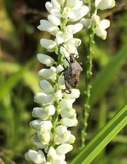 Merocoris