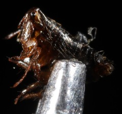 Siphonaptera