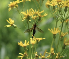 Tanyptera
