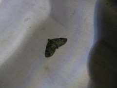 Chloroclystis conversa