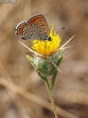 Centaurea procurrens