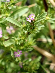 Lythrum tribracteatum
