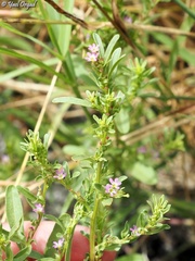 Lythrum tribracteatum
