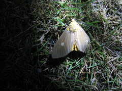 Asota plaginota
