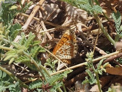 Melitaea syriaca