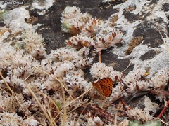 Melitaea syriaca