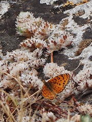 Melitaea syriaca