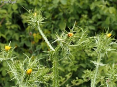 Scolymus maculatus