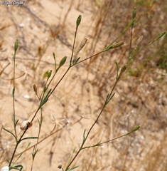 Silene chaetodonta