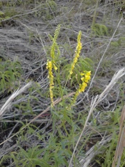 Melilotus officinalis